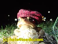 /home//u458753944/public_html/sourcegallery//Roxborough Toad Detour/2013-2019/2017/P4030703.JPG